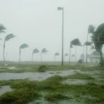 Strong hurricane winds bending palm trees and causing flooding in Florida.