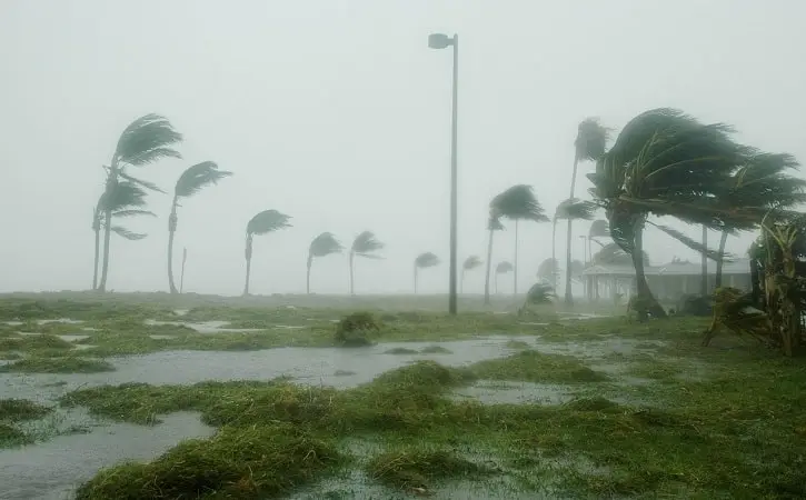 Strong hurricane winds bending palm trees and causing flooding in Florida.