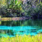 Natural spring water and lush greenery in Florida.
