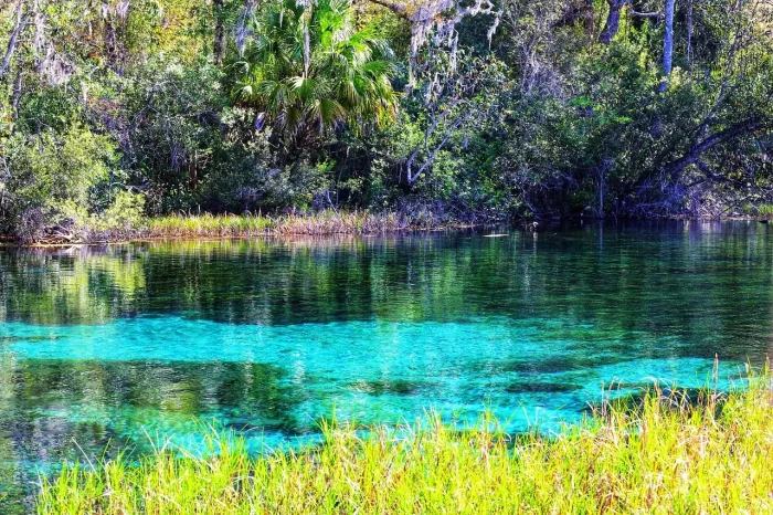 Natural spring water and lush greenery in Florida.